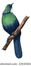 Tui, New Zealand native bird Illustration