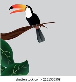 TUKAN BIRD , BIRDS , TUKAN KUŞU , KUŞ