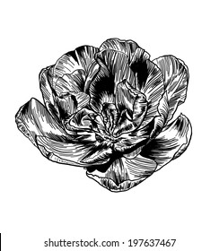 Tulip