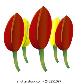 tulip