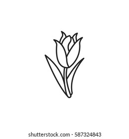 Tulip