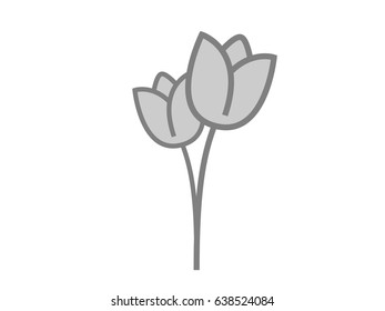 Tulip.