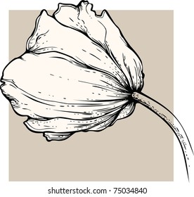  Tulip