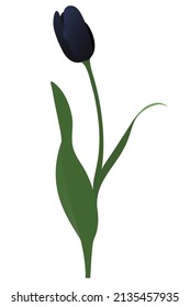 Tulip. Black bud. Gloomy flower. Vector illustration. Isolated background. A flowering plant from the lily family. Flat style. Idea for web design, invitations, postcards.