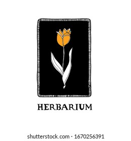 Tulip in bloom. Hand drawn blossoming flower vector illustration in doodle style. Vintage botanical drawing with lettering. Antique herbarium concept. Perfect for stickers, scrapbooking, cards