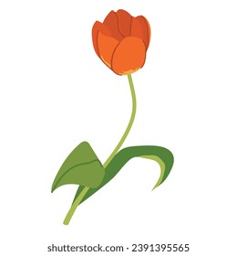 Tulip, blooming spring flower. Flower plant with red petals and leaves in flat style. Cartoon stylized vector illustration on white background.