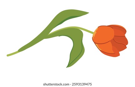 Tulip, blooming spring flower. Flower plant with red petals and leaves in flat style. Cartoon stylized vector illustration on white background.