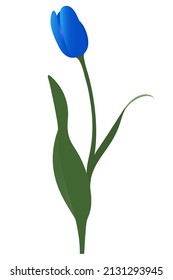 Tulip. Blue bud. Delicate flower. Vector illustration. Isolated background. A flowering plant from the lily family. Good luck symbol. Flat style. Idea for web design, invitations, postcards.