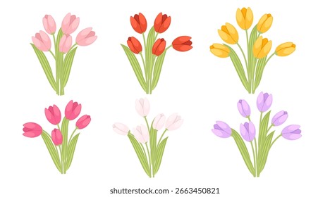 Tulip bouquet collection. Colorful arrangements in pink, red, yellow, and purple colors. Multiple bunches with green stems and leaves. Spring floral vector illustration isolated on white background.