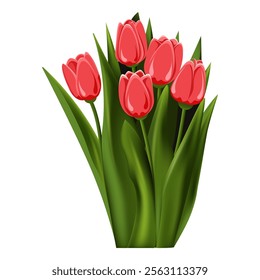 Tulipa. Buquê de cinco tulipas. Flor perene. Verão da primavera. As hastes são de folhas largas. De perto. Fundo branco. Usado para colagens e adesivos em web design, para cartões e parabéns.