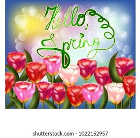 Tulip bouquet over white background with custom text Hello Spring. Vector illustration.