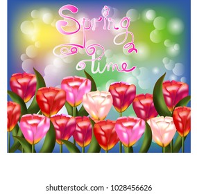 Tulip bouquet over white background with custom text Hello Spring. Vector illustration.