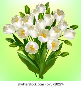 Tulip. Bouquet of white tulips. Vector illustration. Springtime. Wedding decorations.Heart.