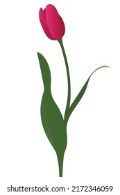 Tulip. Bright pink bud. Delicate flower. Vector illustration. Isolated background. A flowering plant from the lily family. A symbol of tenderness. Flat style. Idea for web design, invitations