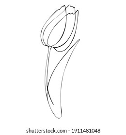 Tulip bud painted by hand. Floristic vector illustration on a spring theme