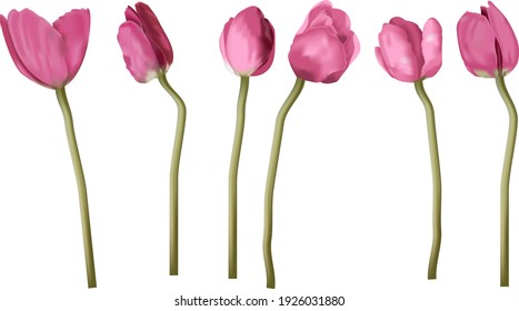 Tulip Knospen auf den Stamm. Realistische Blumen