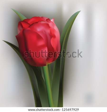 Similar – tulips Tulip Red