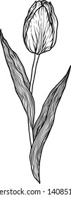 Tulip coloring page decoration element