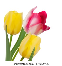 Tulip composition on White Background. And also includes EPS 10 vector