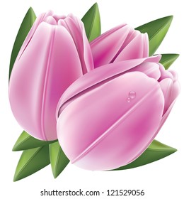 Tulip composition. Vector illustration.