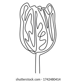 Tulip, continuous line. Vector illustration, isolated on white background.