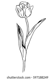 Tulip contour vector illustration.