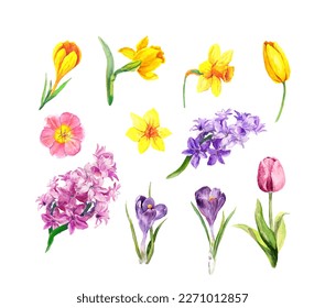 Tulip, crocus, hyacinth, narcissus -floral set of spring flowers. Vector watercolor mix collection