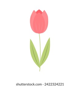 Tulip. Geräumige Frühlingsblume. Vektorgrafik einzeln auf weißem Hintergrund. 