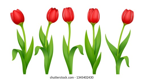 Tulip. Decorative spring flower with red bud and green leaves. Natural floristics beauty. Set of Garden bloom plants. Springtime bouquet. Isolated white background. Eps10 vector illustration.
