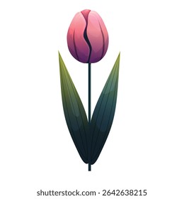 Tulip. Delicate flower with gradient shading. Isolated on white background, suitable for spring design, cards, patterns or packaging. Vector.