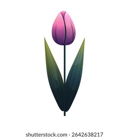 Tulip. Delicate flower with gradient shading. Isolated on white background, suitable for spring design, cards, patterns or packaging. Vector.