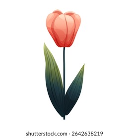 Tulip. Delicate flower with gradient shading. Isolated on white background, suitable for spring design, cards, patterns or packaging. Vector.