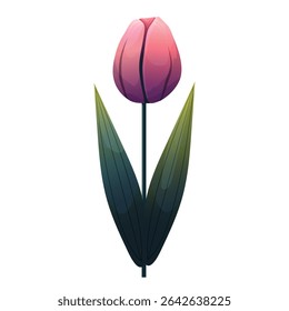 Tulip. Delicate flower with gradient shading. Isolated on white background, suitable for spring design, cards, patterns or packaging. Vector.