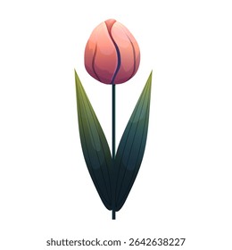 Tulip. Delicate flower with gradient shading. Isolated on white background, suitable for spring design, cards, patterns or packaging. Vector.