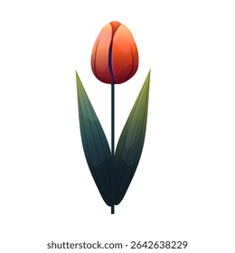 Tulip. Delicate flower with gradient shading. Isolated on white background, suitable for spring design, cards, patterns or packaging. Vector.