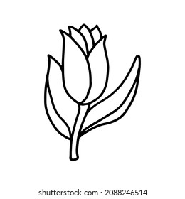 Tulipán al estilo de doodle. Vector aislado.