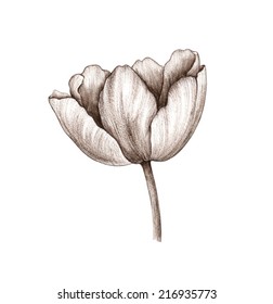 tulip, drawing