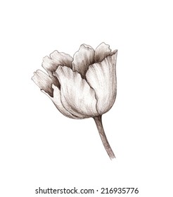 tulip, drawing