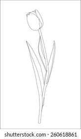 tulip drawing