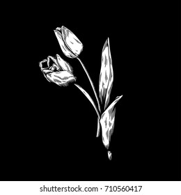 Tulip drawing flower nature vector icon on black background