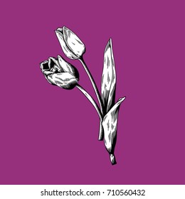 Tulip-Zeichnen, NaturVektorsymbol auf violettem Hintergrund