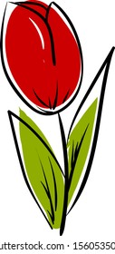 Tulip drawing, illustration, vector on white background.