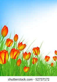 tulip field with clear blue sky and copyspace