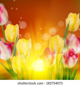 Tulip Field during Sunset. And also includes EPS 10 vector