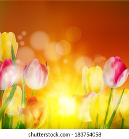 Tulip field under sunset sky. And also includes EPS 10 vector