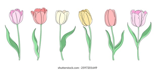 Tulip flat vector illustration with line art. Simple spring flower set.