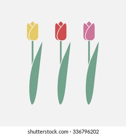 Tulip flower