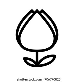 tulip flower