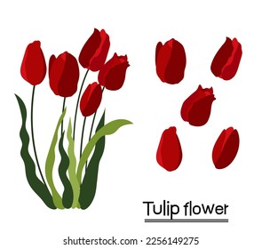 Tulip flower background.Eps 10 vector.