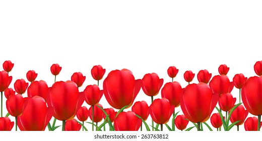  Tulip flower background